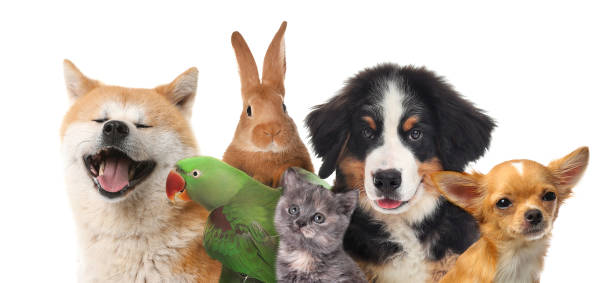 Many Animals
